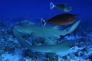 Naso brevirostris Nebrius ferrugineus Requin nourrisse Maldives Alimatha house-11m-20240426nuit-da-DSC_7211_tn